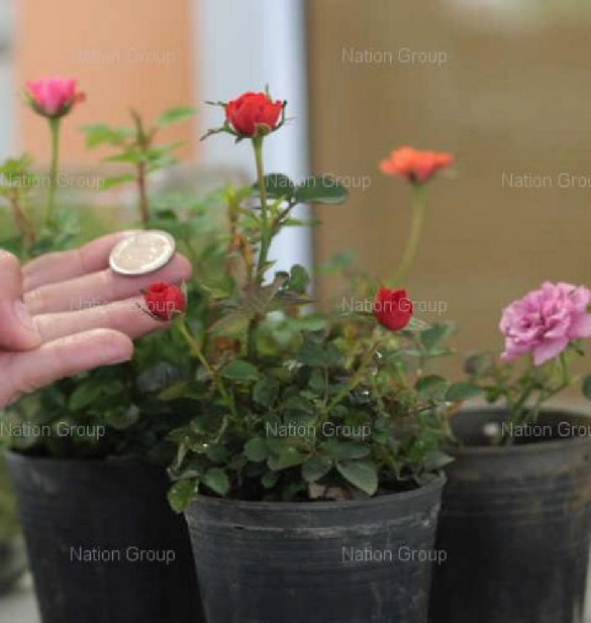 โชว์กุหลาบจิ๋วหลากสีครั้งแรกของไทย โชว์กุหลาบจิ๋วหลากสีครั้งแรกของไทย