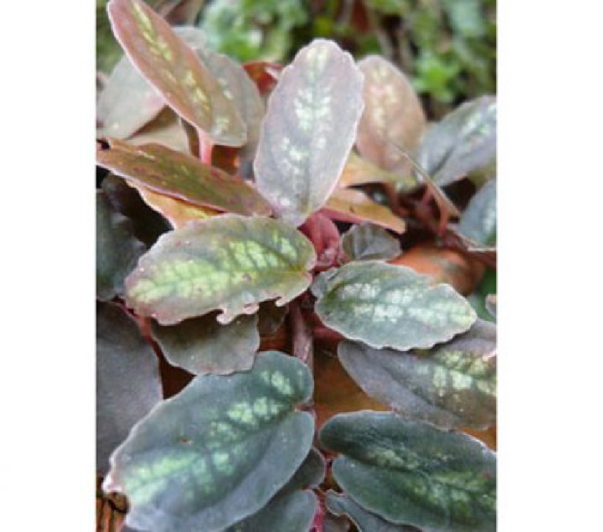 "ปีกแมลงสาบ"แก้สารพัดโรค
