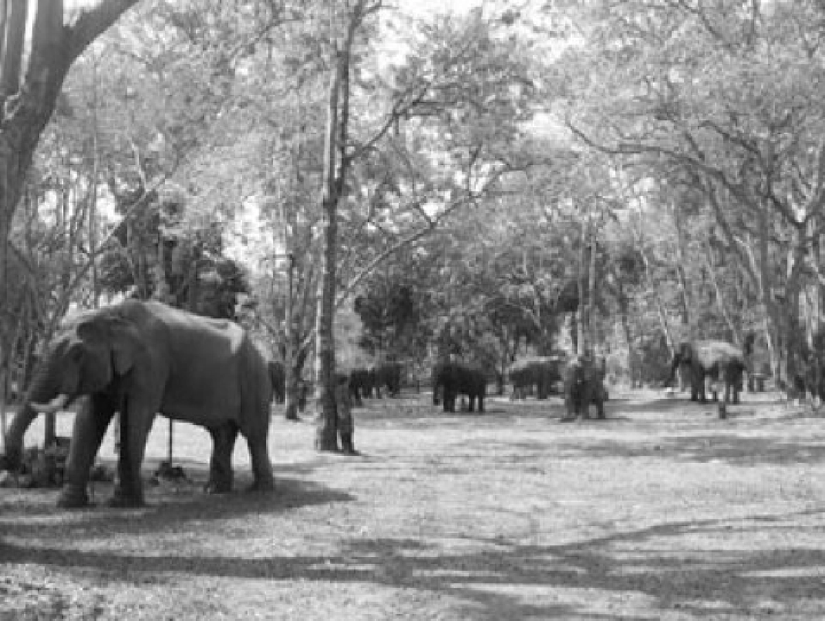 โซนรักสัตว์ประจำวันอาทิตย์ที่26ธ.ค. โซนรักสัตว์ประจำวันอาทิตย์ที่26ธ.ค.