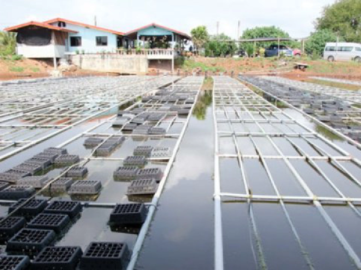 นำเลี้ยงปูนิ่ม-พัฒนาท่องเที่ยว
วิถีสร้างอาชีพของวชช.เพื่อชุมชน
นำเลี้ยงปูนิ่ม-พัฒนาท่องเที่ยว
วิถีสร้างอาชีพของวชช.เพื่อชุมชน