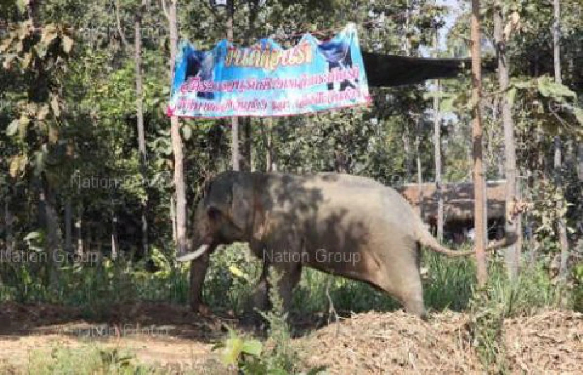 หวั่นมวยล้มการสอบพระชำแหละช้าง