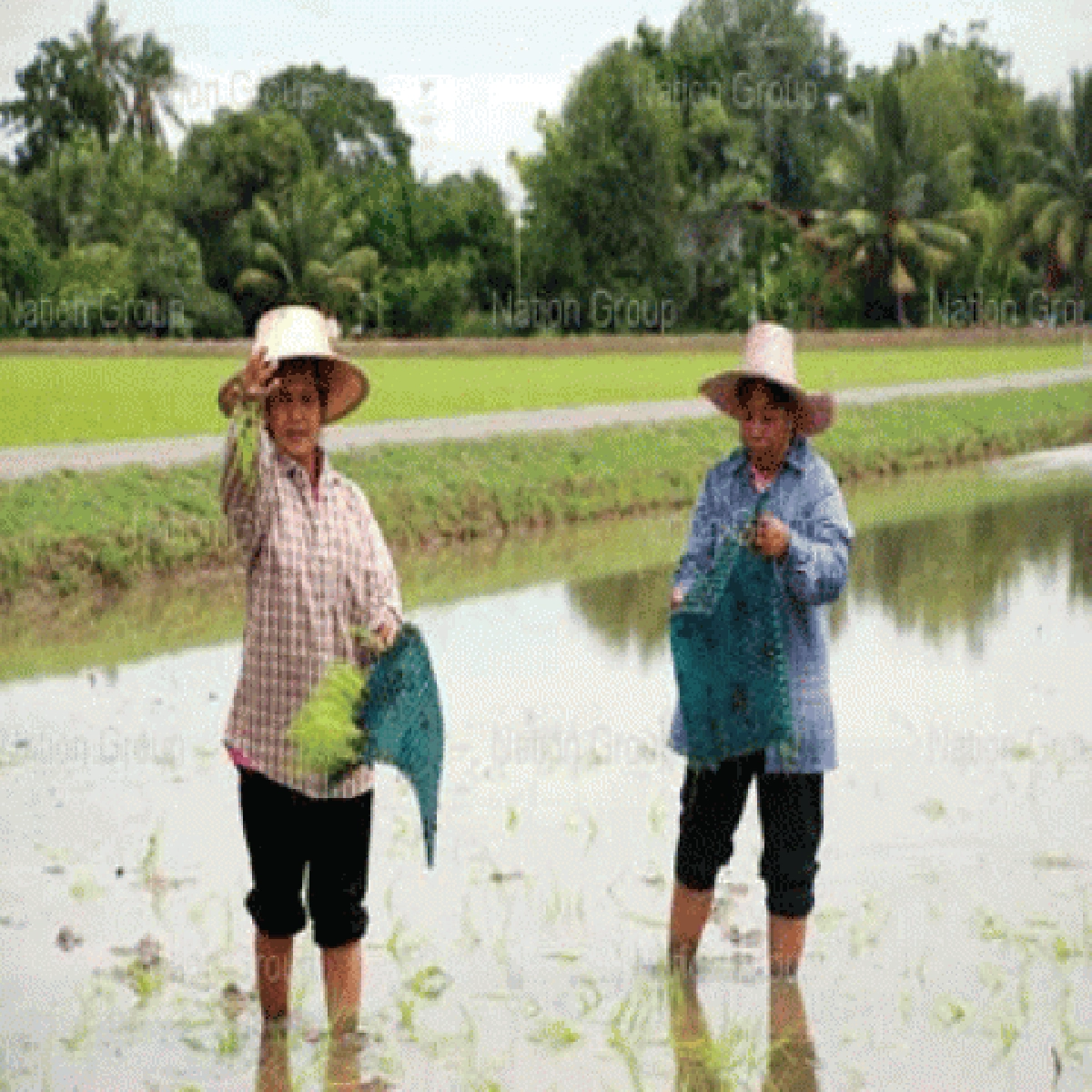 ขับเคลื่อนไทยสู่"ฮับเมล็ดพันธุ์เอเชีย"สารพัดปัญหารัฐ-เอกชนต้องจับมือกัน ขับเคลื่อนไทยสู่"ฮับเมล็ดพันธุ์เอเชีย"สารพัดปัญหารัฐ-เอกชนต้องจับมือกัน