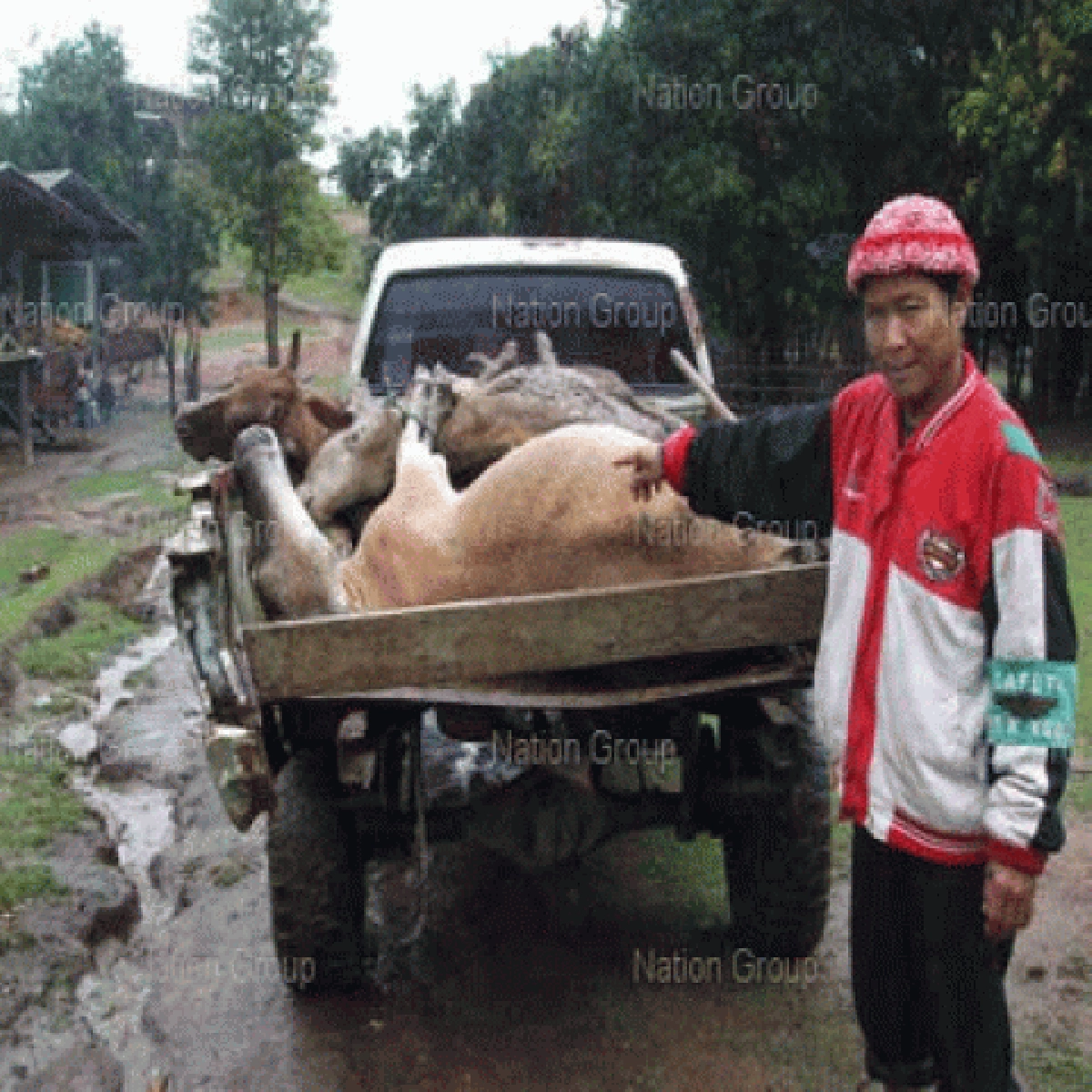 สัตว์ป่า-สัตว์เลี้ยงเครียดตายเตือนรับมือ"อากาศเปลี่ยน"