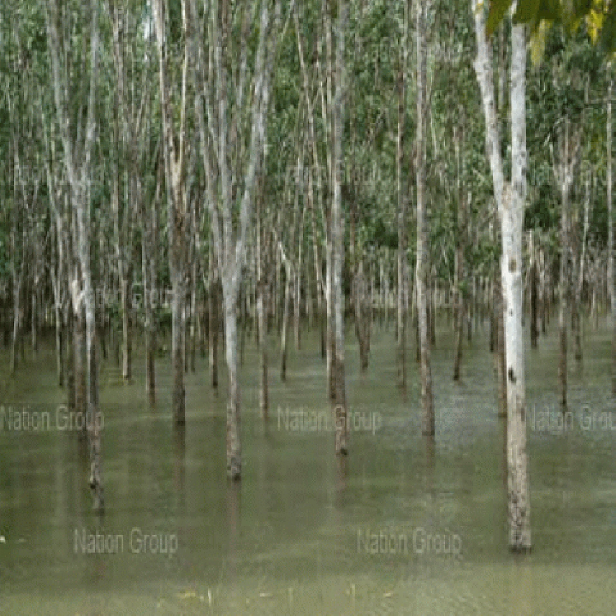 น้ำท่วมใต้เสียหายหมื่นล้าน"นากุ้ง"ยับเยินห่วงผลผลิตไม่พอ น้ำท่วมใต้เสียหายหมื่นล้าน"นากุ้ง"ยับเยินห่วงผลผลิตไม่พอ
