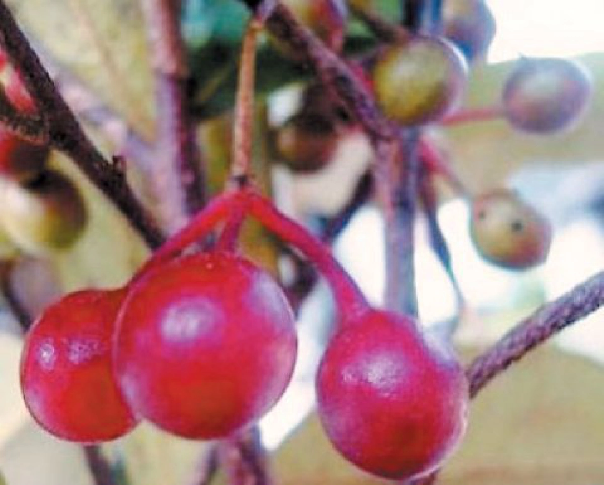 "ต้องแล่ง" รากเป็นยา

