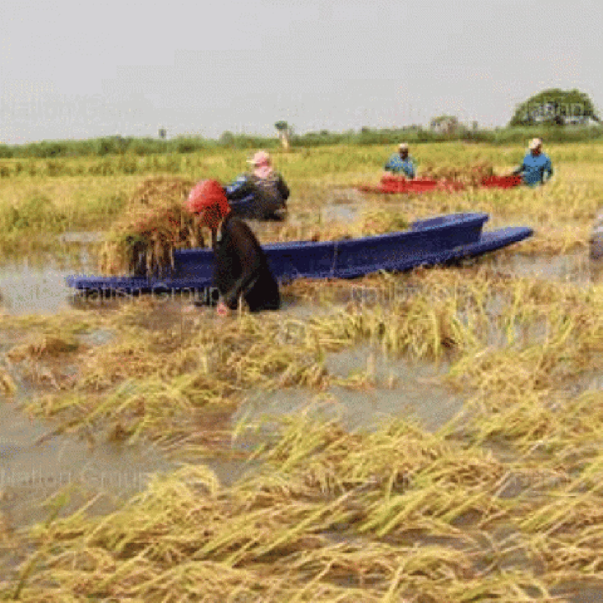 รัฐดันประกันภัยพืชผลเกิดปีนี้หวังผลซื้อใจชาวนา24ล้านคน รัฐดันประกันภัยพืชผลเกิดปีนี้หวังผลซื้อใจชาวนา24ล้านคน