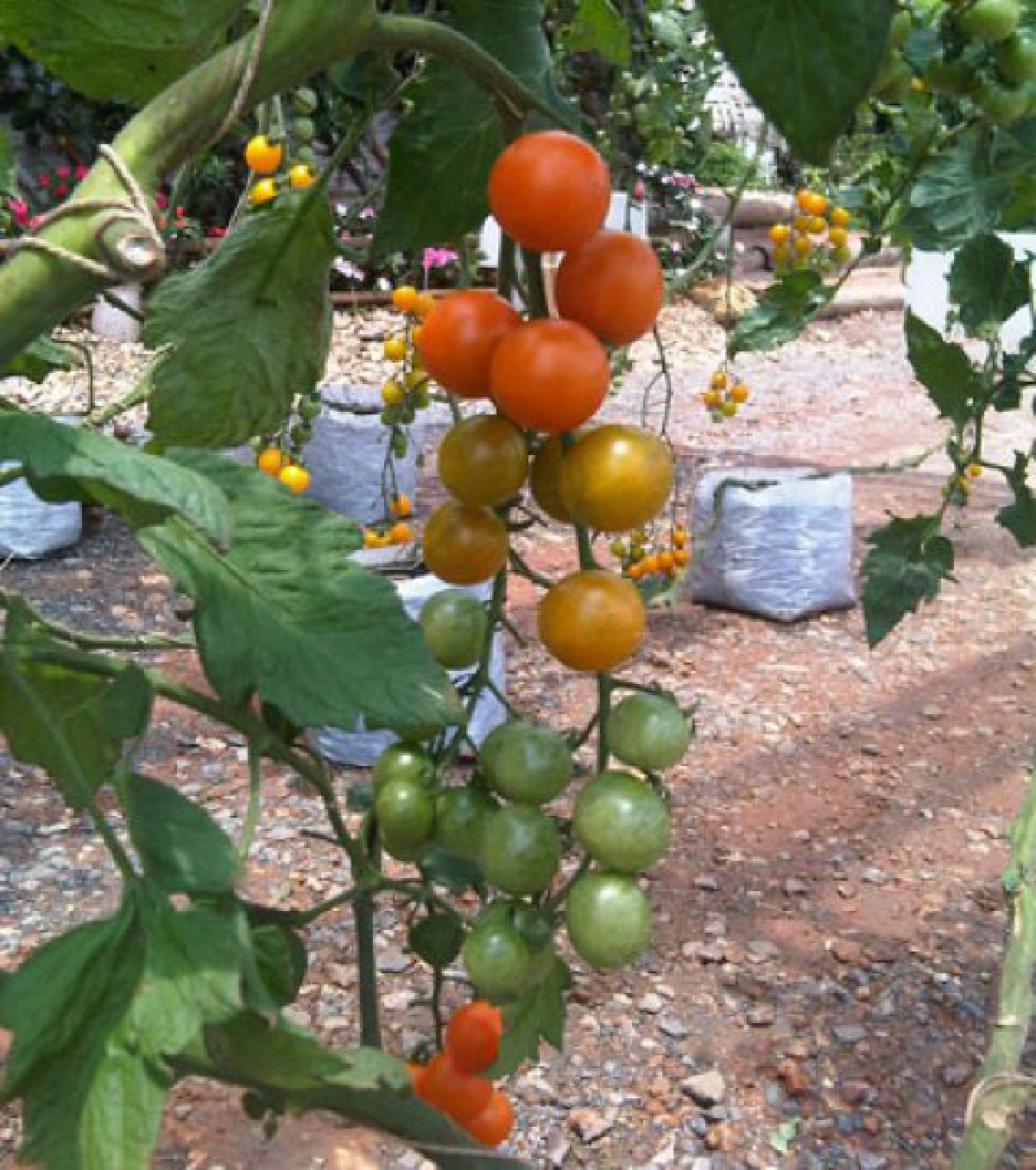 มะเขือเทศแฟนซีหลากสีชวนลอง

