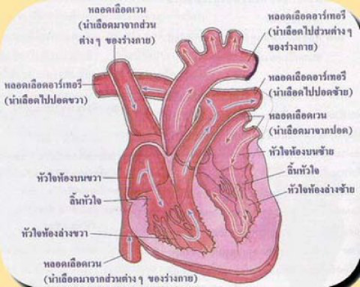 โรคหัวใจวาย โรคหัวใจวาย