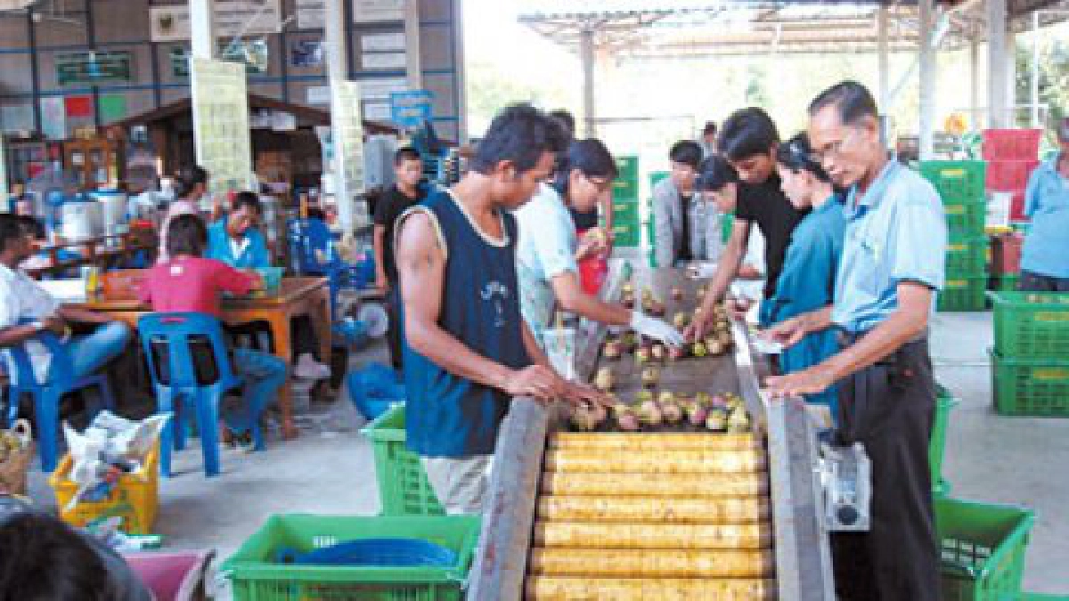 บางบุตรโมเดล ต้นแบบจัดการผลไม้
ชูมังคุดปลอดสารป้อนตลาดต่างแดน
บางบุตรโมเดล ต้นแบบจัดการผลไม้
ชูมังคุดปลอดสารป้อนตลาดต่างแดน