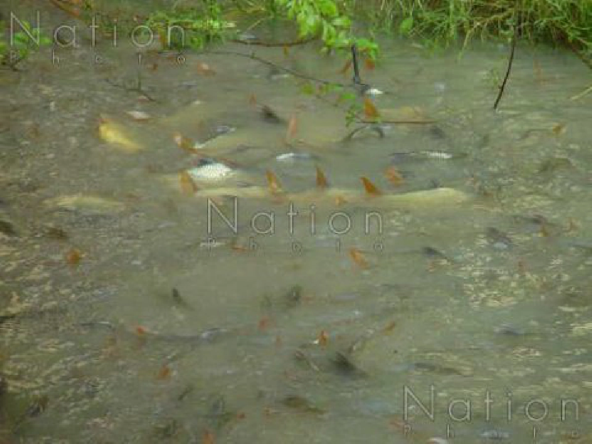 พิษเรือน้ำตาลล่มกระเบนเกยตื้นตาย พิษเรือน้ำตาลล่มกระเบนเกยตื้นตาย