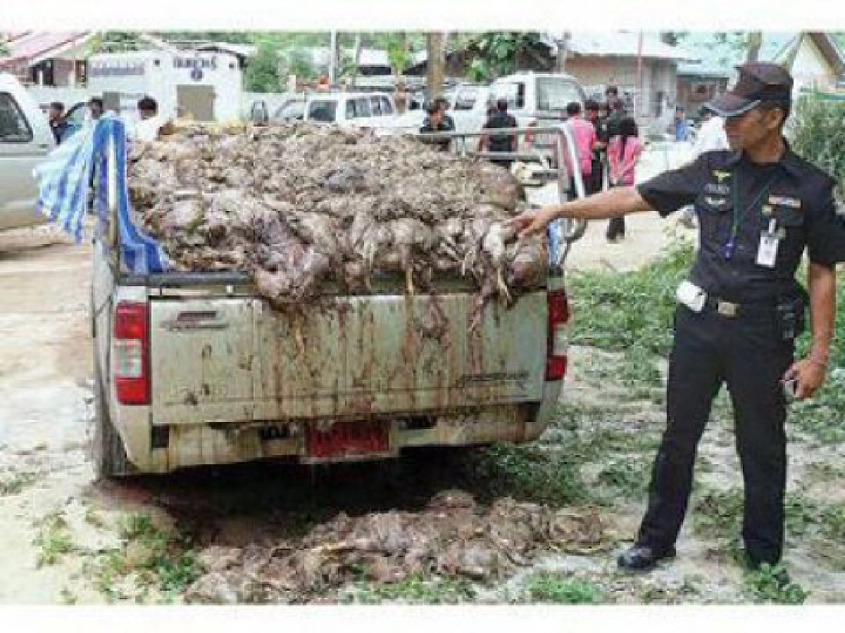 รู้ทันมะเร็ง - มะเร็งจากซากไก่ใส่ฟอร์มาลิน
รู้ทันมะเร็ง - มะเร็งจากซากไก่ใส่ฟอร์มาลิน