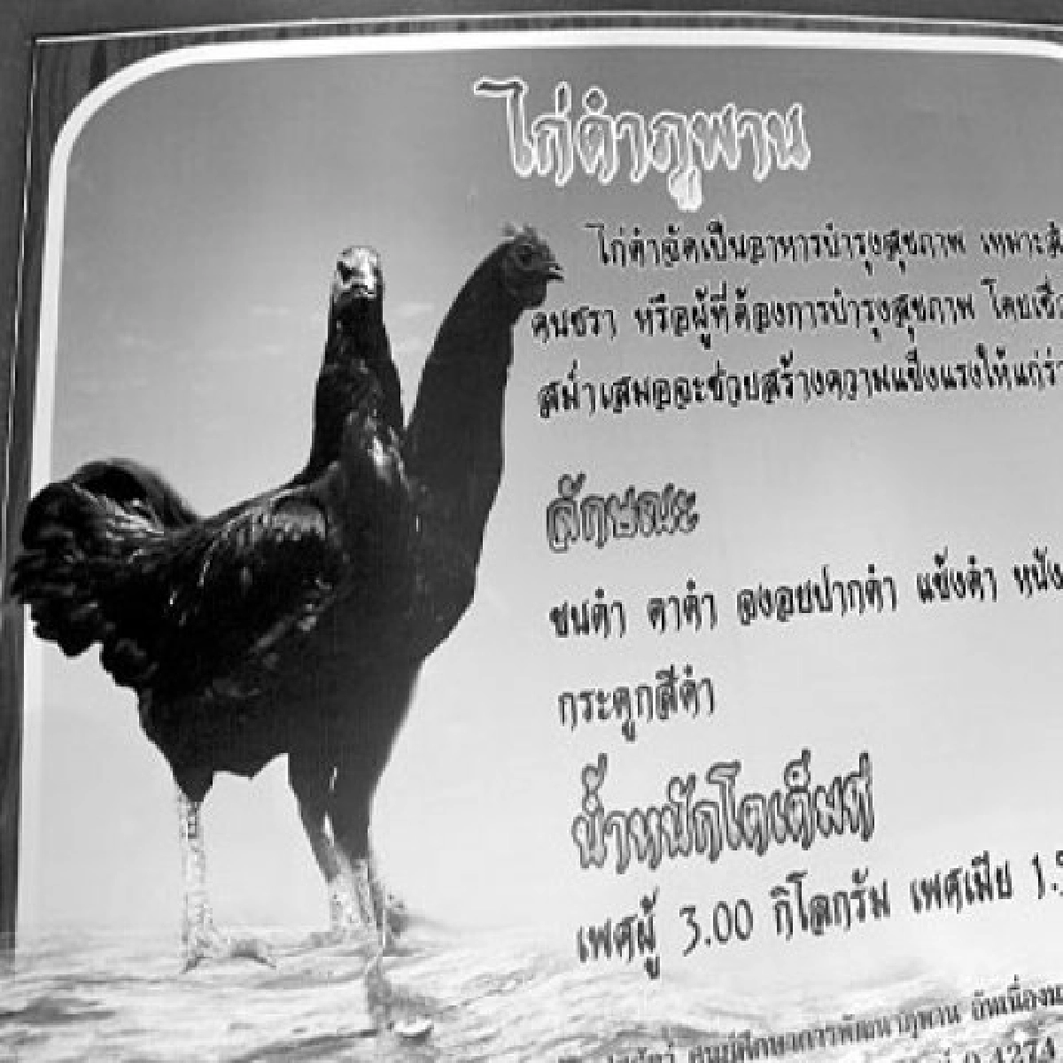 โซนรักสัตว์ประจำวันอาทิตย์26มิ.ย. โซนรักสัตว์ประจำวันอาทิตย์26มิ.ย.