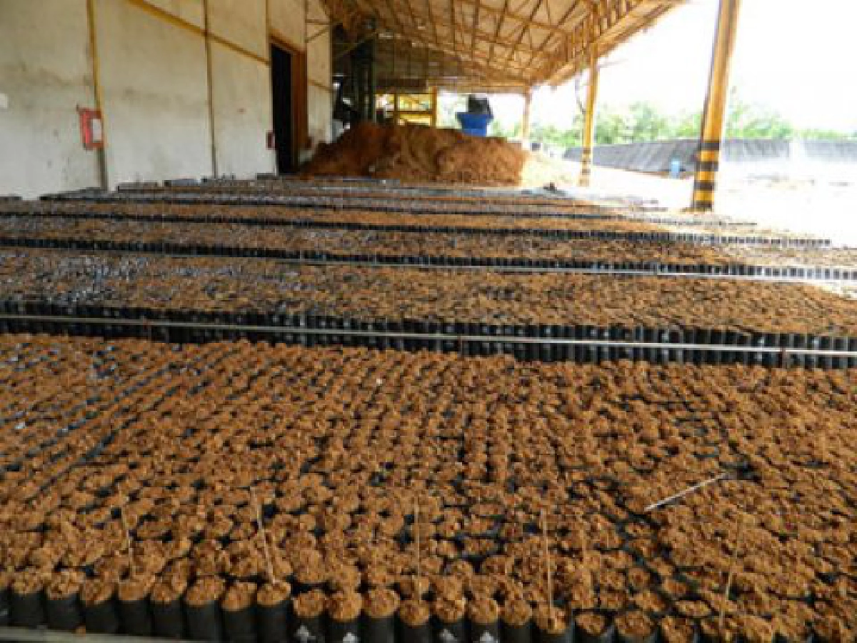 เพาะกล้ายางชำถุงในโรงเรือนปิด
นวัตกรรมใหม่ให้โตเร็ว-ปลอดโรค
เพาะกล้ายางชำถุงในโรงเรือนปิด
นวัตกรรมใหม่ให้โตเร็ว-ปลอดโรค