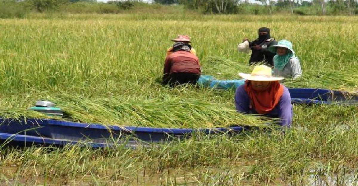 ชาวนาใช้เรือเกี่ยวข้าวหนีน้ำ-จี้รัฐฯทบทวนรับจำนำข้าว