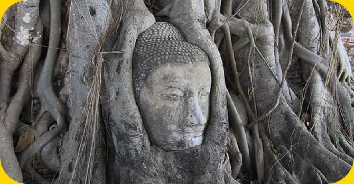 แห่ดูภาพเศียรพระในรากต้นโพธิ์หน้ายูเนสโก 