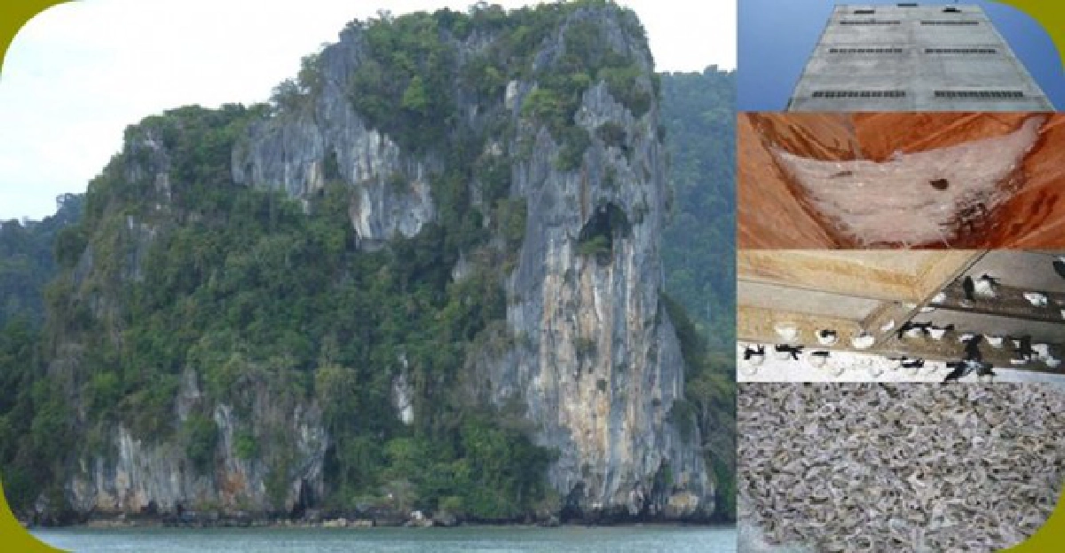 ธุรกิจ"รังนกบ้าน"เมืองตรังอีกหนึ่งรูปแบบการลงทุน