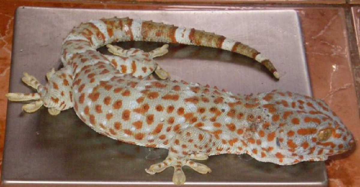 ปินส์เตือนใช้ตุ๊กแกรักษาโรคเอดส์เสี่ยงตาย