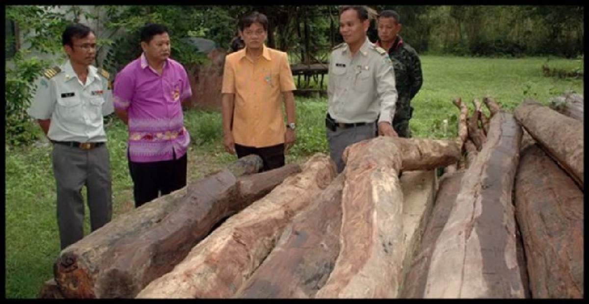 กวาดล้างขบวนการตัดไม้พะยูงมูลค่ากว่า3ล.
กวาดล้างขบวนการตัดไม้พะยูงมูลค่ากว่า3ล.