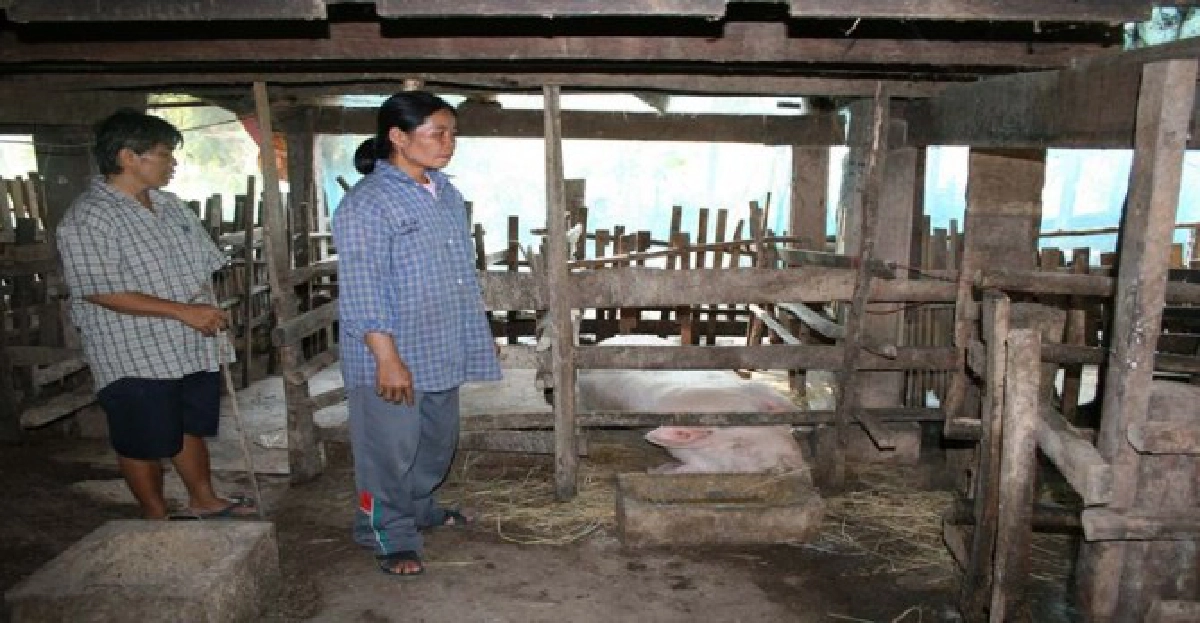 ปศุสัตว์ลำพูนเผยพบหมูตายยกเล้ากว่า2พันตัว 
