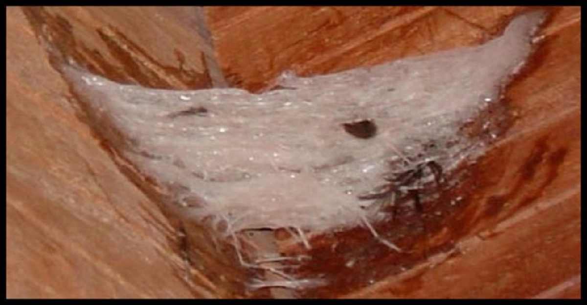 1%เต็มร้อย'รังนกแท้'ฉลากสับสนจี้ควบคุม