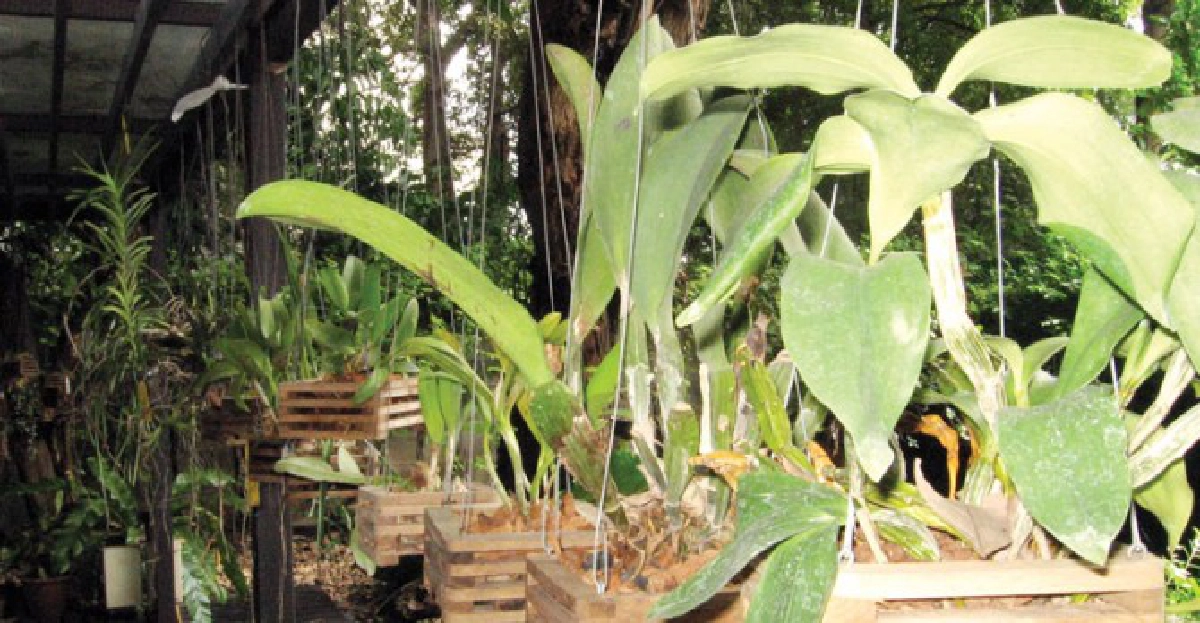 ฉันอยากขายกล้วยไม้แต่ไม่อยากได้เงิน?(4)
ฉันอยากขายกล้วยไม้แต่ไม่อยากได้เงิน?(4)