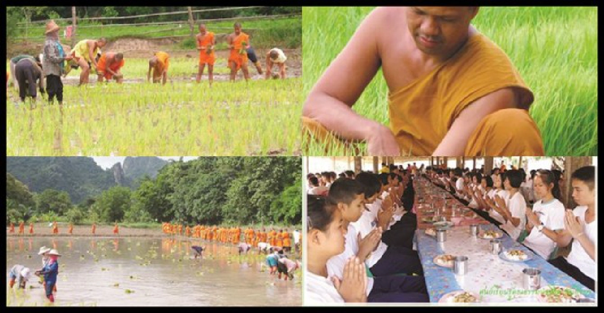 พระเณรทำนาอันซีนที่"วัดเชิงผา"