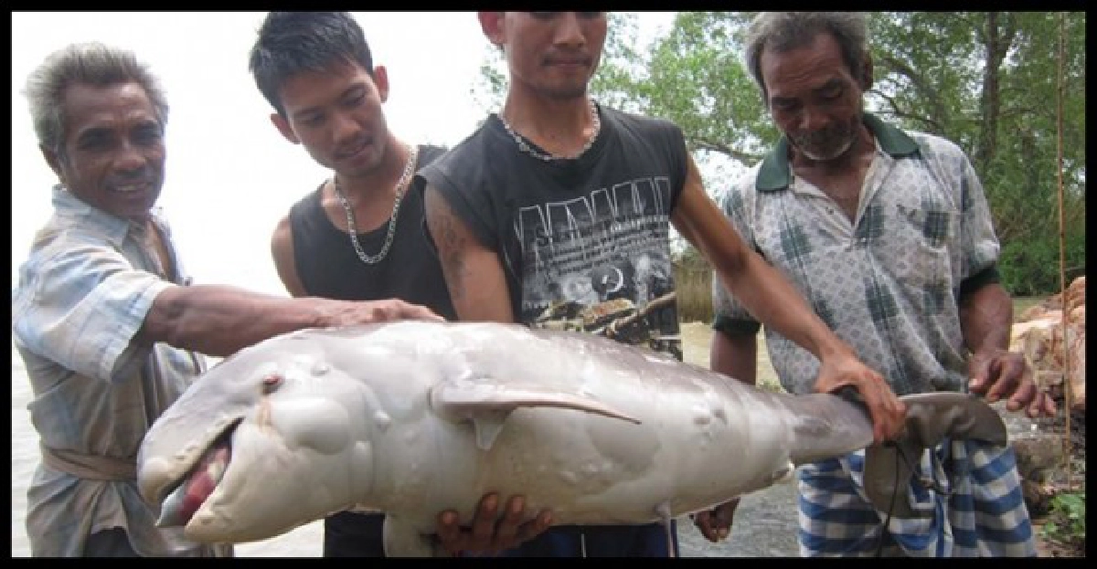 'โลมาอิรวดี' ตายเพิ่มอีก-ตัวที่ 6 ในรอบปี 'โลมาอิรวดี' ตายเพิ่มอีก-ตัวที่ 6 ในรอบปี