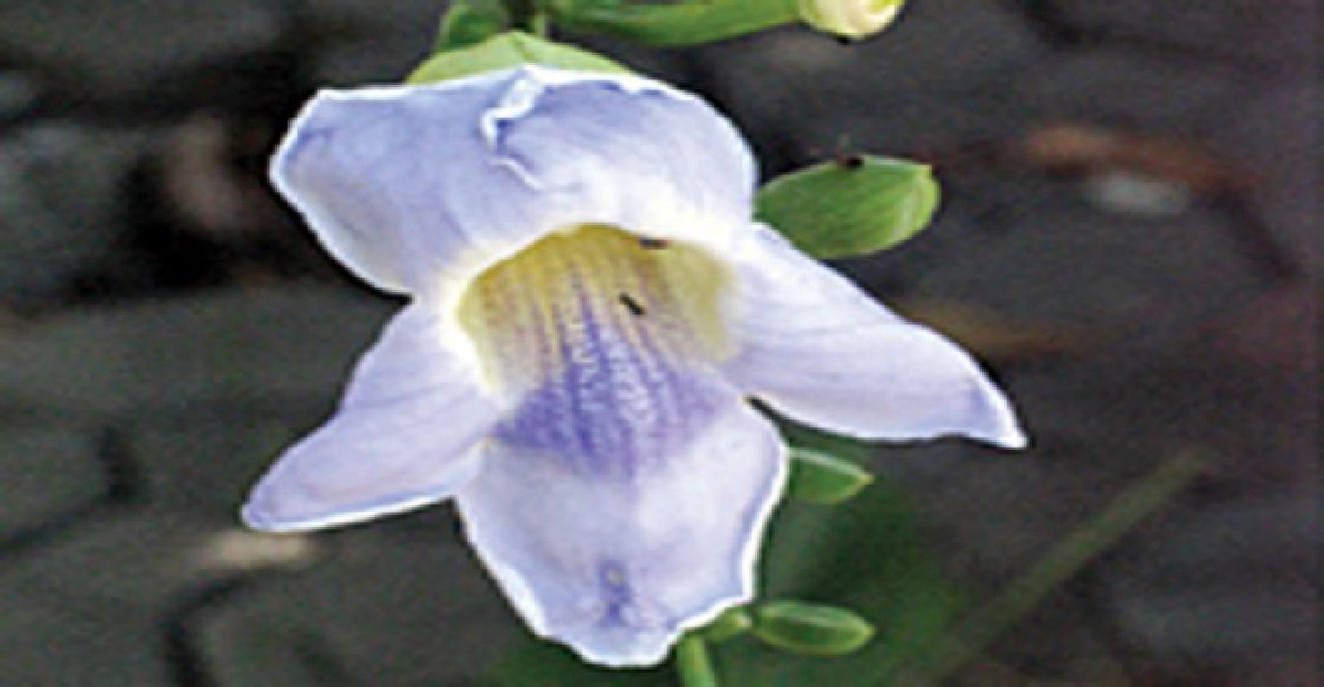 "สร้อยอินทนิล"ใบแก้ปวดท้อง