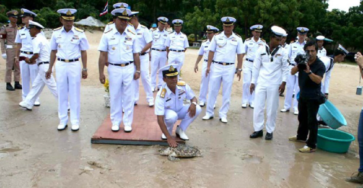กองทัพเรือ ปล่อยเต่าทะเล เฉลิมพระเกียรติแม่ของแผ่นดิน
กองทัพเรือ ปล่อยเต่าทะเล เฉลิมพระเกียรติแม่ของแผ่นดิน