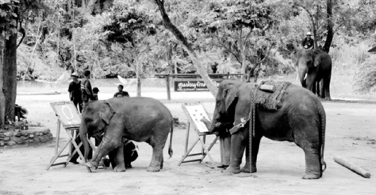 ซาบซึ้งวันแม่ที่ศูนย์อนุรักษ์ช้างไทย จ.ลำปางพลายปฐมสมภพ มอบพวงมาลัยให้แม่


