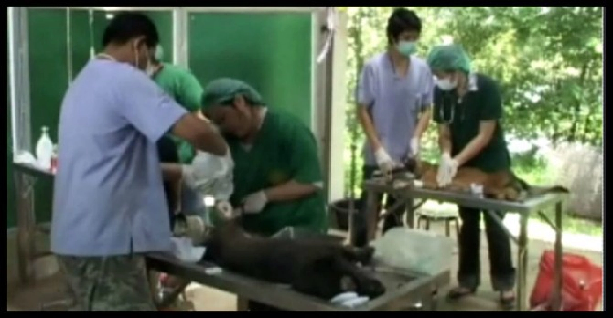 ตะลึง'ส่วย'เปิดเส้นทางลำเลียงหมา ตะลึง'ส่วย'เปิดเส้นทางลำเลียงหมา