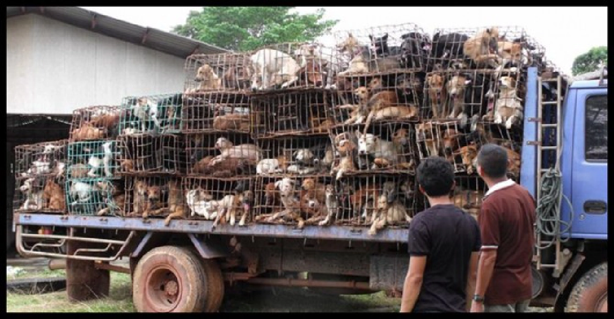 20ปีหมื่นชีวิตตูบสังเวยธุรกิจค้าหมา