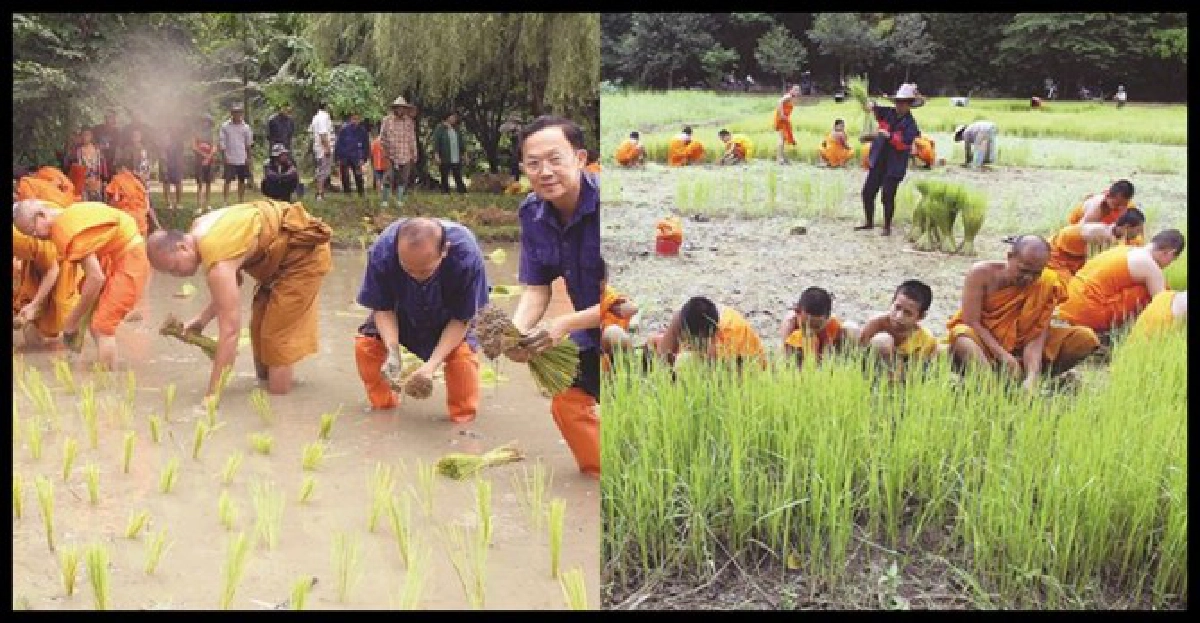 เผยแนวคิดพระทำนา'เอาบุญ-มวลชน'
เผยแนวคิดพระทำนา'เอาบุญ-มวลชน'