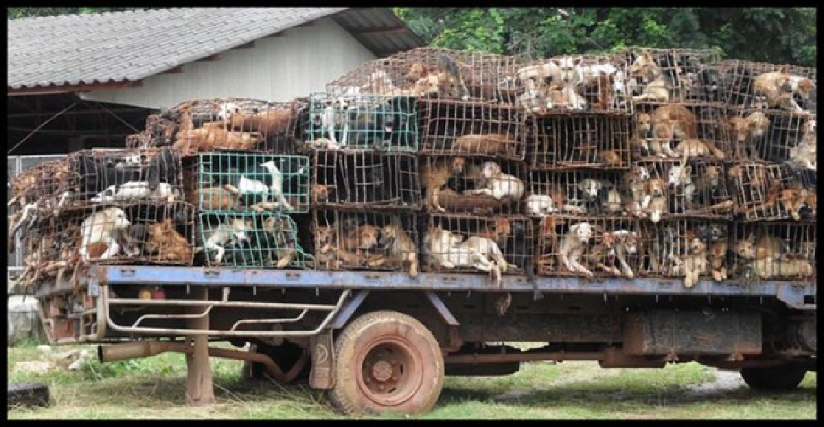 สุนัขข้ามโขงเริ่มฟื่นหลังได้รับการดูแล
สุนัขข้ามโขงเริ่มฟื่นหลังได้รับการดูแล