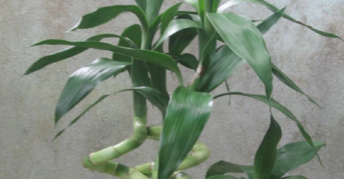 "ไผ่กวนอิม"ปลูกแล้วรวย
