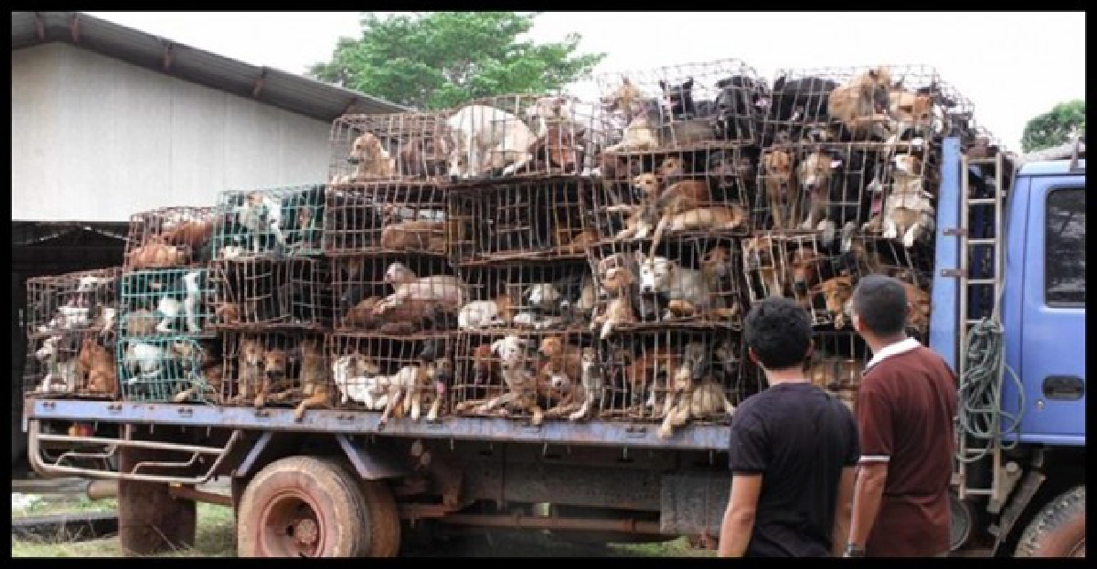 แนะวิธีช่วยหมาอดโซอย่างถูกต้อง แนะวิธีช่วยหมาอดโซอย่างถูกต้อง
