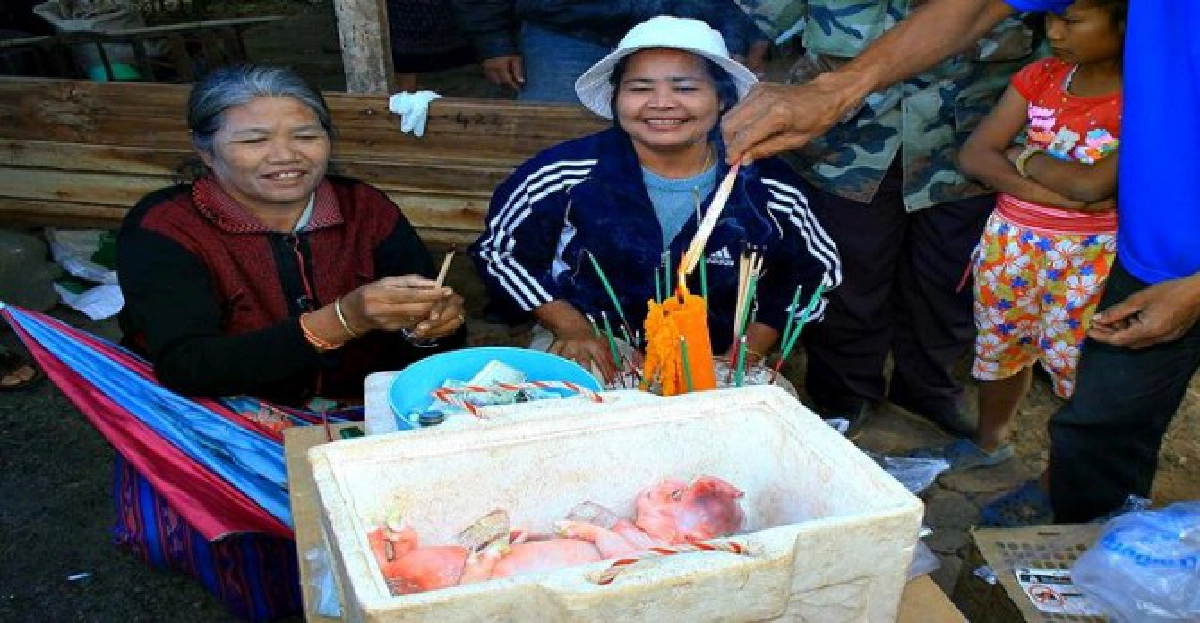 ตื่น!ลูกหมูประหลาดแห่ขอหวย ตื่น!ลูกหมูประหลาดแห่ขอหวย