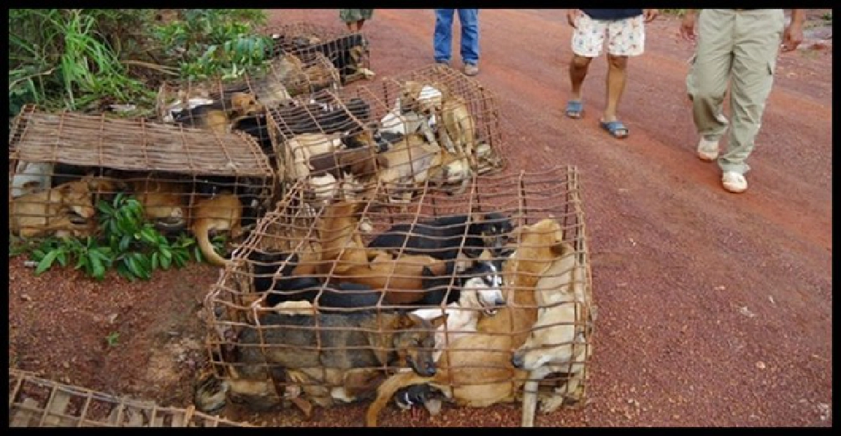 ชาวบ้านโวย!ตูบข้ามชาติหลุดกัดไก่