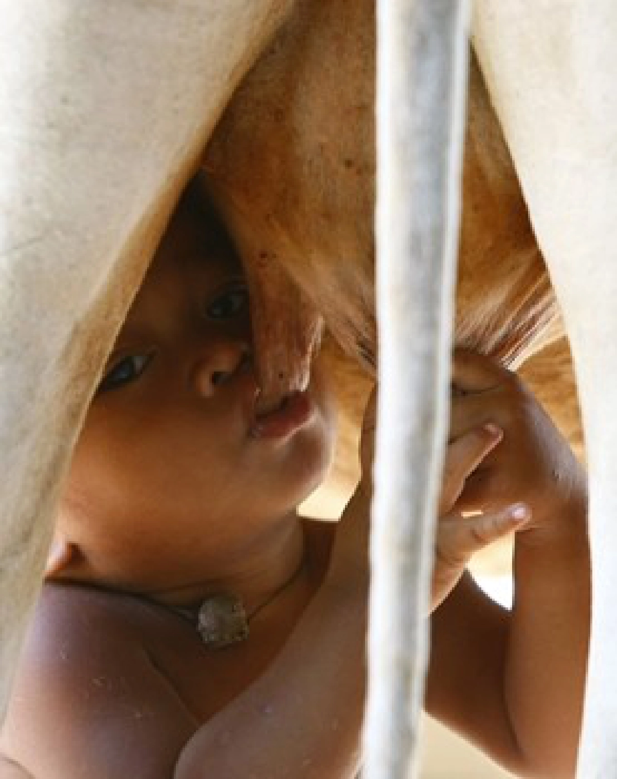 อึ้ง!หนูน้อยเขมรดูดนมวัวจากเต้า