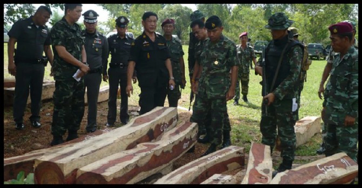 'ไม้พะยูง'รับไม่อั้นจากป่าภูพานสู่จีน