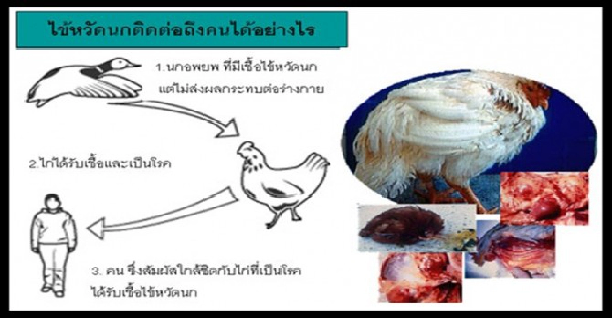 ระวัง'เอช5เอ็น1-2.3'หวัดนกพันธุ์ใหม่