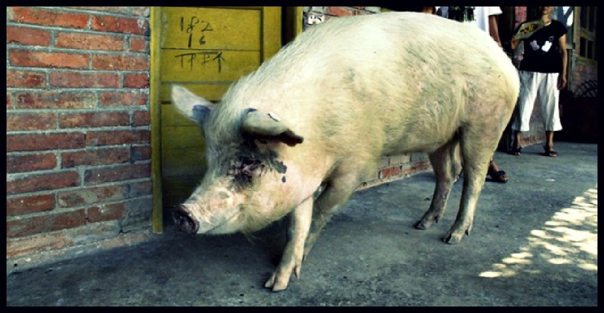 จีนเจ๋ง!โคลนนิ่งหมูจอมอึด