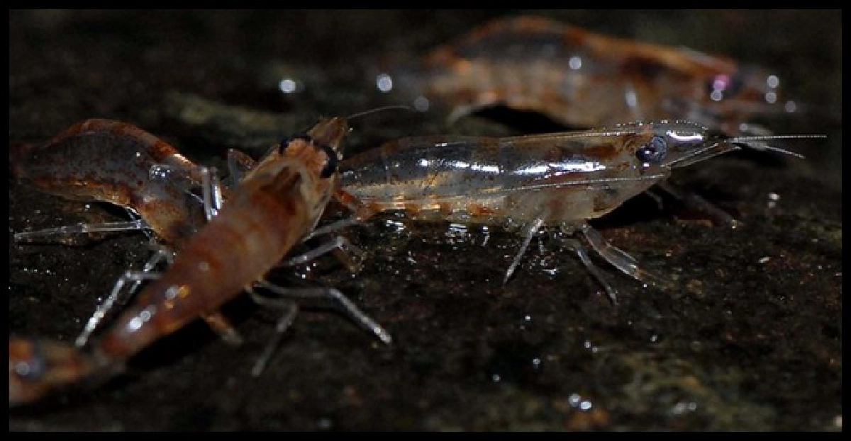 คึกคัก!ปชช.แห่ดู'กุ้งเดินขบวน'