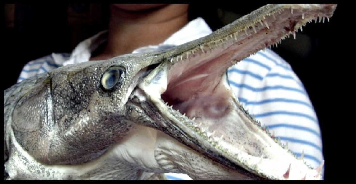 ชาวสตูลฮือฮา!พบปลาจระเข้ติดอวน ชาวสตูลฮือฮา!พบปลาจระเข้ติดอวน