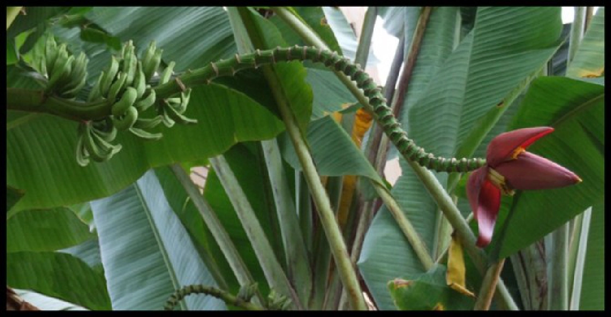 ตั้งชื่อ'นาคราช'กล้วยพันธุ์ใหม่ของโลก