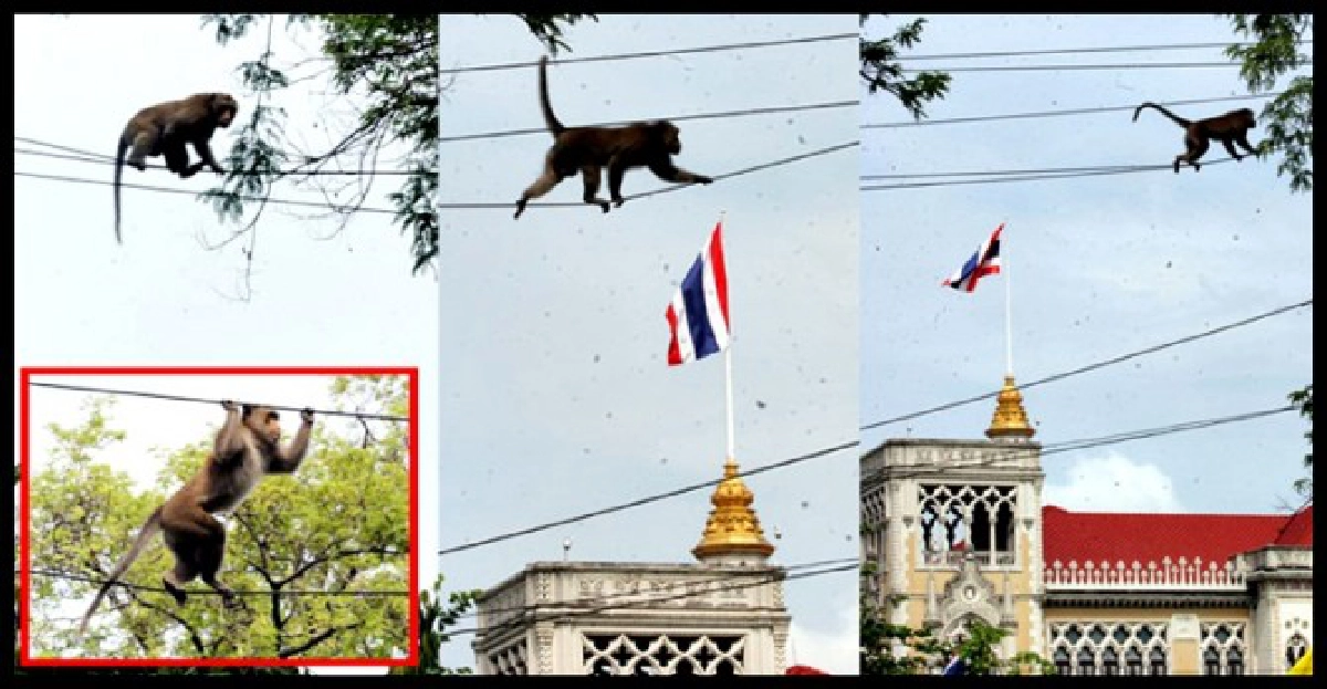 ทำเนียบวุ่น!จนท.ไล่จับลิงอุตลุด ทำเนียบวุ่น!จนท.ไล่จับลิงอุตลุด