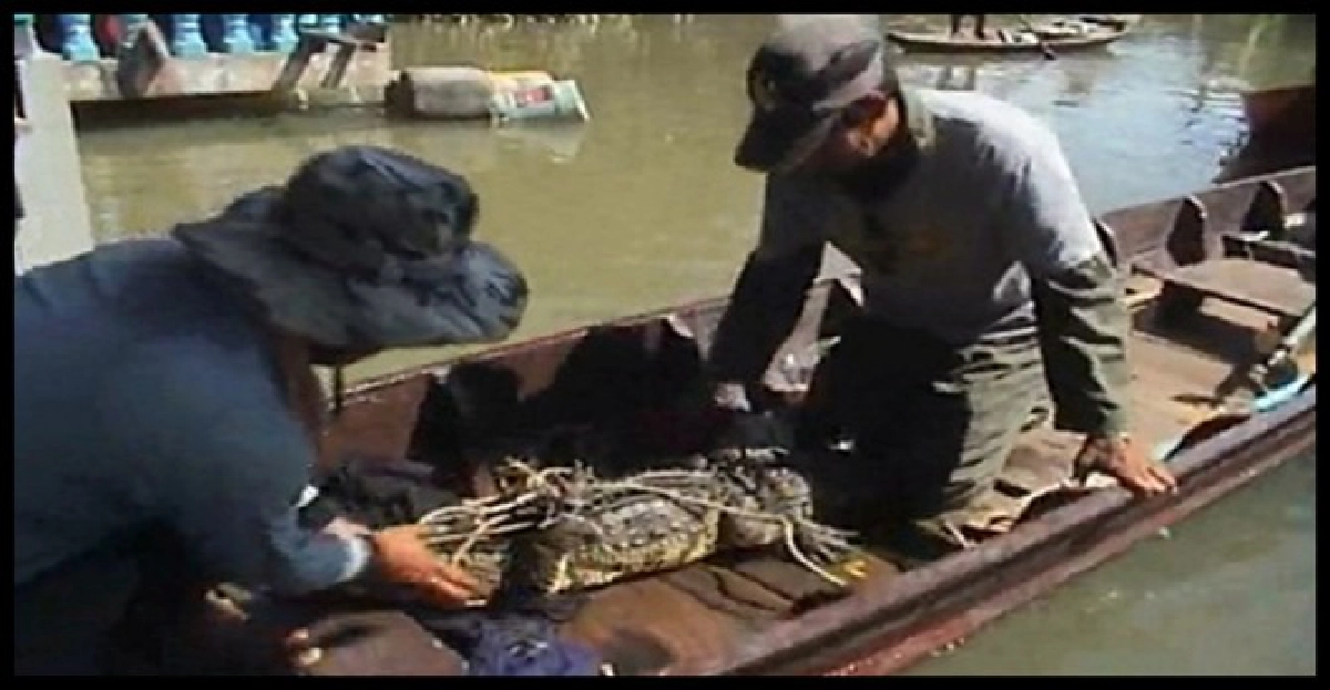 อยุธยาตั้งค่าหัวล่าจระเข้ตัวละพัน อยุธยาตั้งค่าหัวล่าจระเข้ตัวละพัน