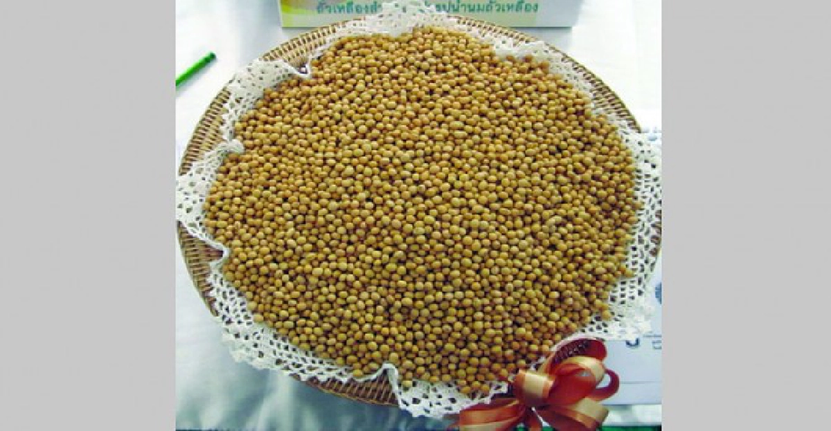 ถั่วเหลืองสายพันธุ์ใหม่'ลพบุรี 84-1' ถั่วเหลืองสายพันธุ์ใหม่'ลพบุรี 84-1'
