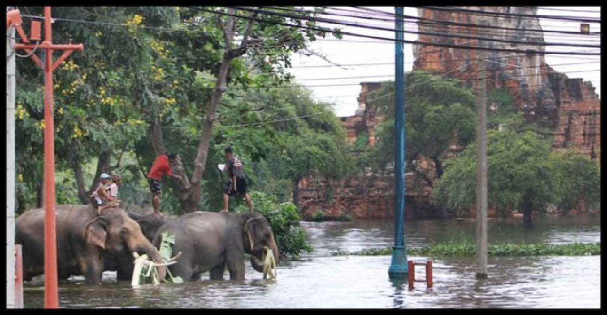  น้ำท่วม'ช้าง'เครียดเสี่ยงตกมัน