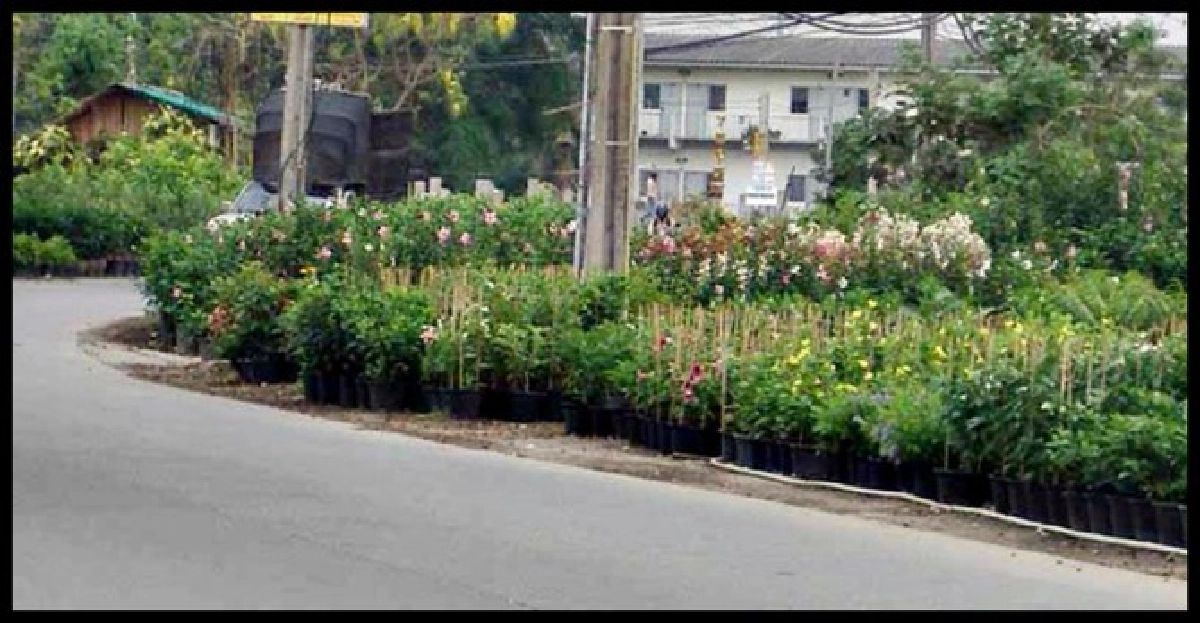 น้ำท่วมทำสวนไม้ดอกล่มไปกว่า60%
น้ำท่วมทำสวนไม้ดอกล่มไปกว่า60%